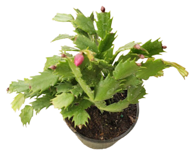 4" Christmas Cactus Assortment
